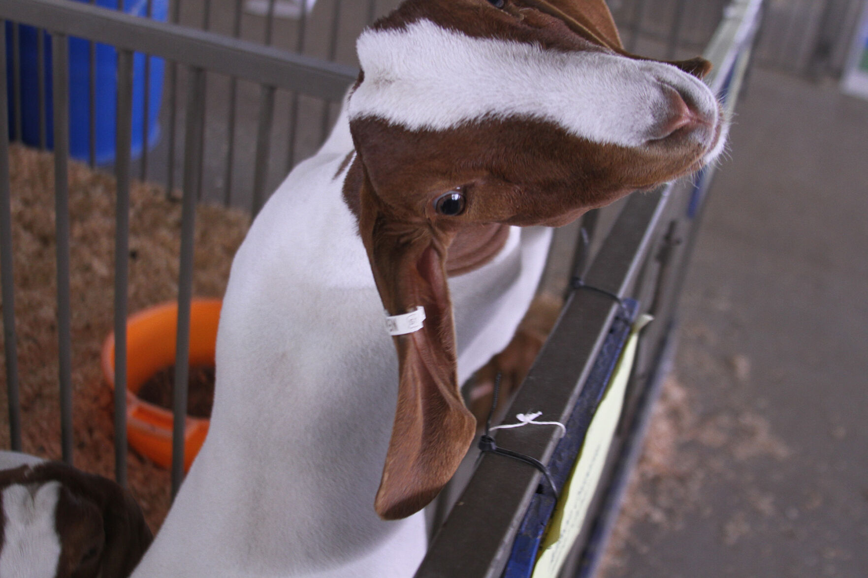 PHOTOS: Scenes from the Scotts Bluff County Fair